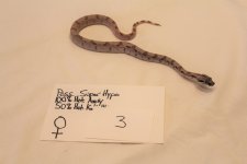 Hypo fem 3 2.jpg