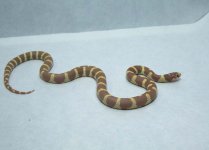 Banded Lavender Cal1.jpg