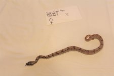 Hypo fem 3 3.jpg