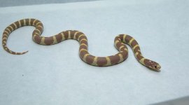 Banded Lavender Cal2.jpg