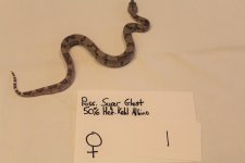 Ghost fem 1 3.jpg