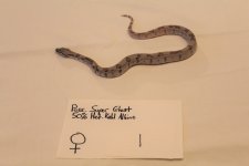 Ghost fem 1 1.jpg