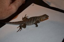 DSC_0882.jpg