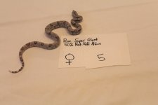 Ghost fem 5 2.jpg
