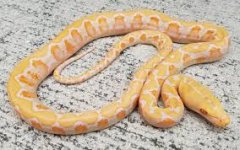 python.jpg