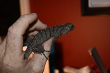 DSC_0887.jpg