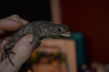 DSC_0895.jpg