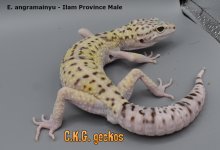 ILAM_MALE.JPG
