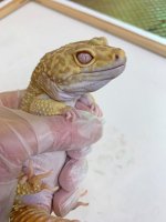 Male Super Giant2.jpg