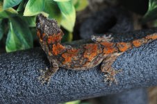 DSC_0006.jpg