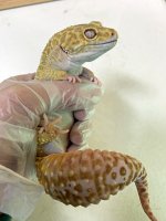 Male Super Giant4.jpg