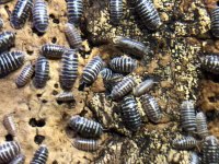 zebraisopods.jpg