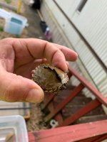 Pearl 6.jpg