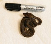 1.0 2020 Dwarf Marble het Indonesian Caramel 2.jpg