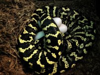 Sylvia_on_eggs.jpg