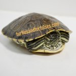 IMG_1065.jpg