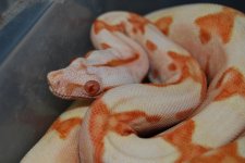 DSC_0112.jpg