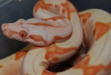 DSC_0113.jpg