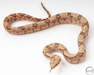 HogIslandfemale1-2.jpg