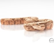 HogIslandfemale1-3.jpg
