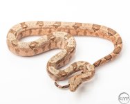 HogIslandfemale1-4.jpg