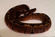 blackbeeha120110.JPG