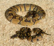 Enchi 2.jpg
