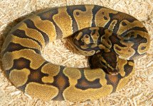 Enchi.jpg