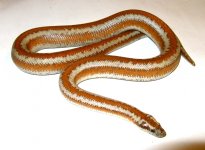 IMG_0174.jpg