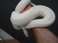 ivorybigfemale.jpg
