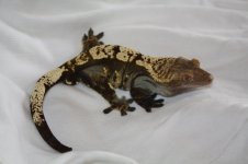IMG_3330.jpg