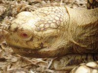 albino_sulcata_father_DSC02987_800.jpg
