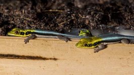 neon day gecko phelsuma klemmeri juveniles.jpg