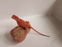 Red Male 1.jpg