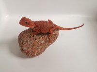 Red Male 2.jpg