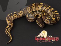 2019RK1-Mojave-PosCalico-F.jpg