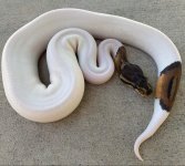 cinnypied.jpg