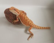 Orange.jpg