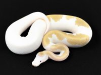 0.1 Bamboo Ultra Pied.jpg