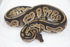 0.1 Bongo het Pied.jpg