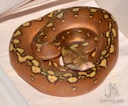DSC_6634.jpg