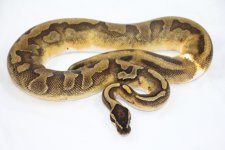 1.0 Enchi Pied breeder.jpg