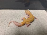 Juvenile Reverse Stripe Raptor 01.jpg