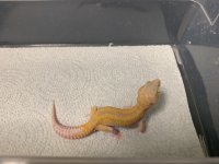 Juvenile Reverse Stripe Raptor 02.jpg