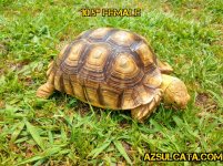 ZomboMeme 30042020121721.jpg