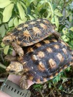 panpair3.jpg