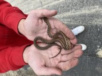 SERPENT (1).jpg