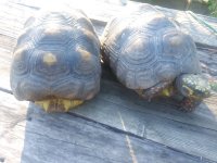 redfoot pair.jpg