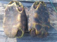 redfoot pair plastrons.jpg