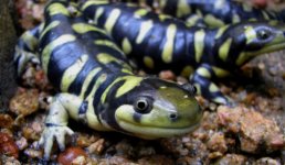 Salamandra_Tigre.jpg